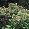 Sambucus racemosa
